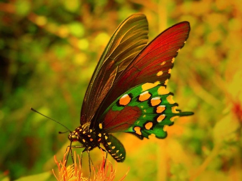 Butterfly ⚘⚘