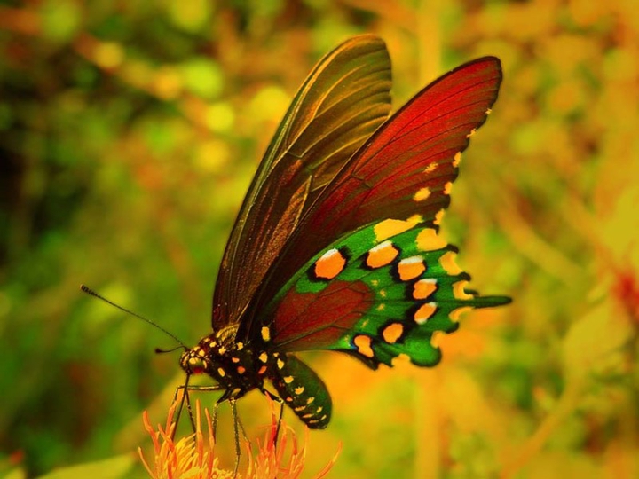 Butterfly ⚘⚘