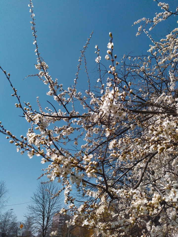 blossom