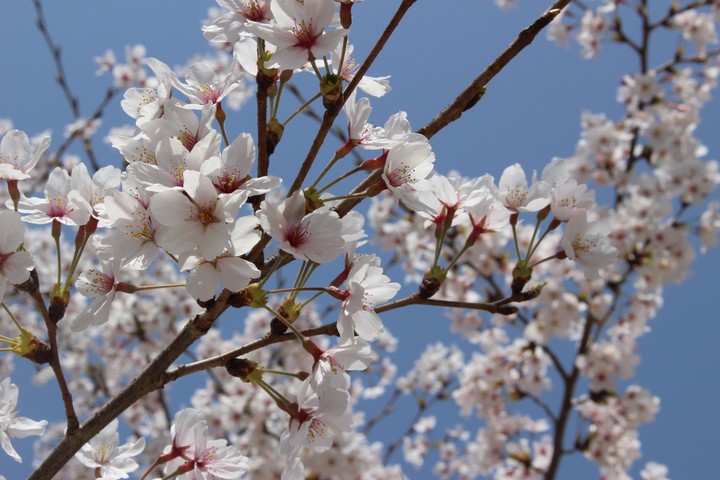 Someiyoshino