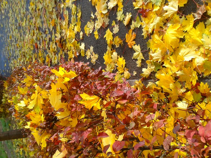gold of autumn