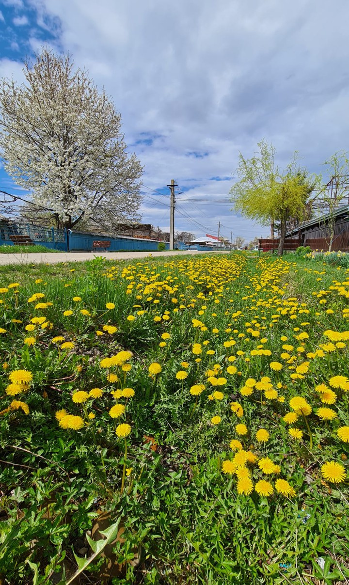 Spring Dandelions
