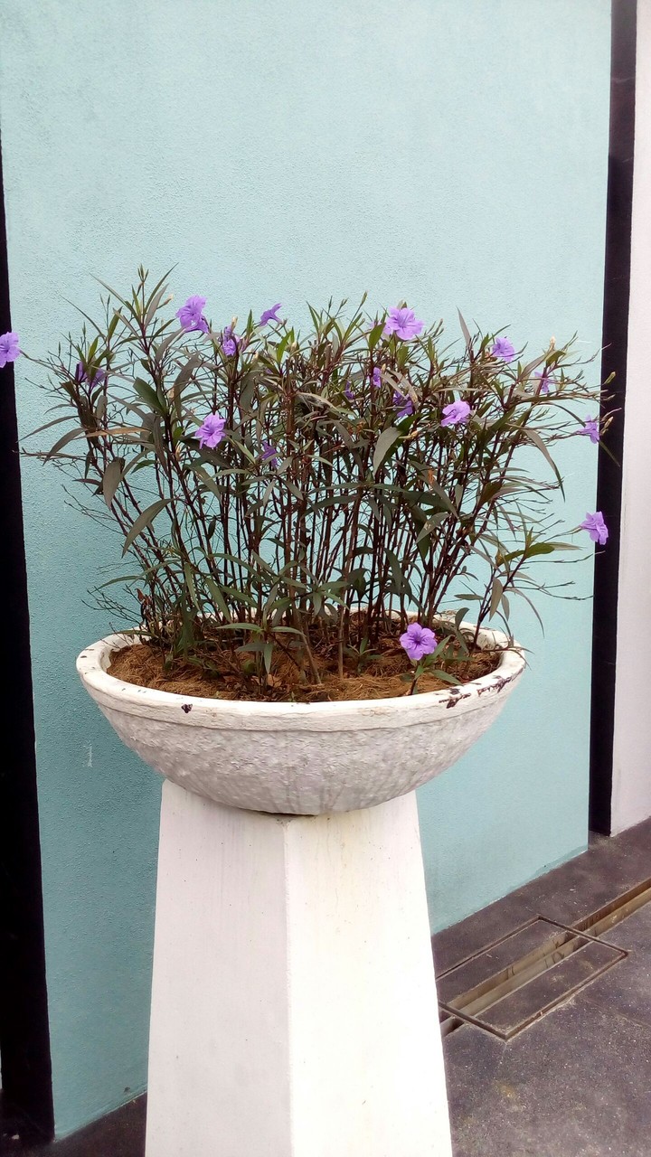 Flower