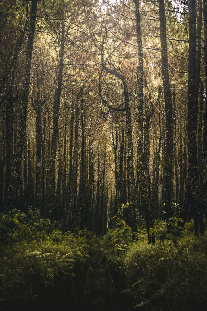To the Wood's