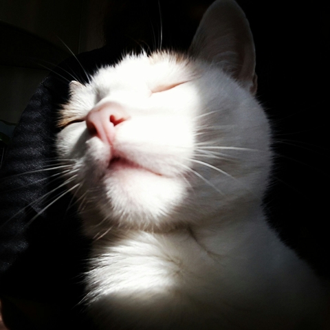 cat