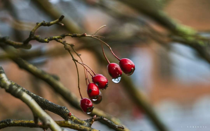 Red color of winter