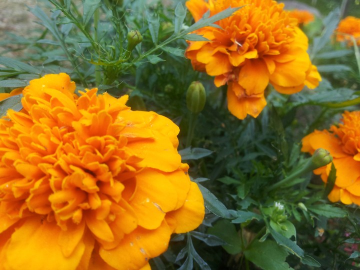 flowers