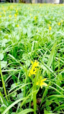 spring