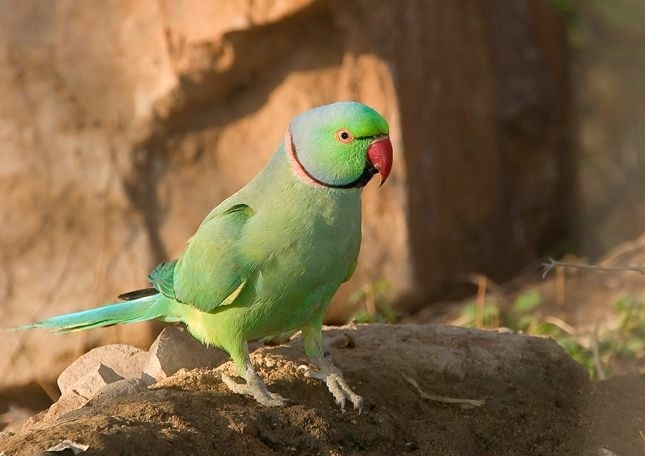 parrot