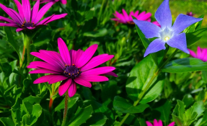 flowers