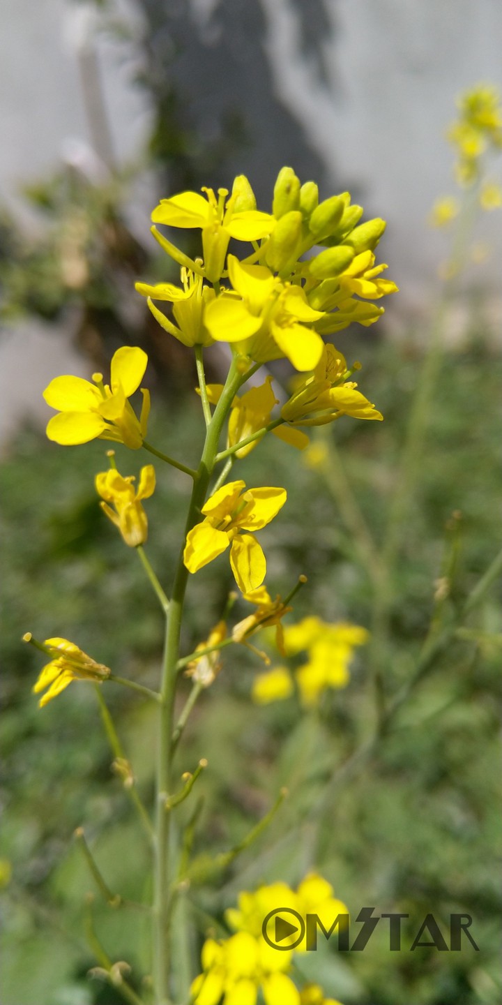 natural yello flowers