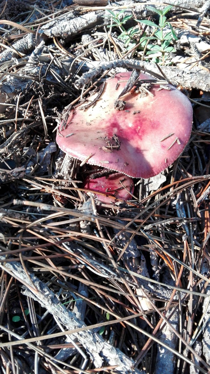 Pink mushrooms