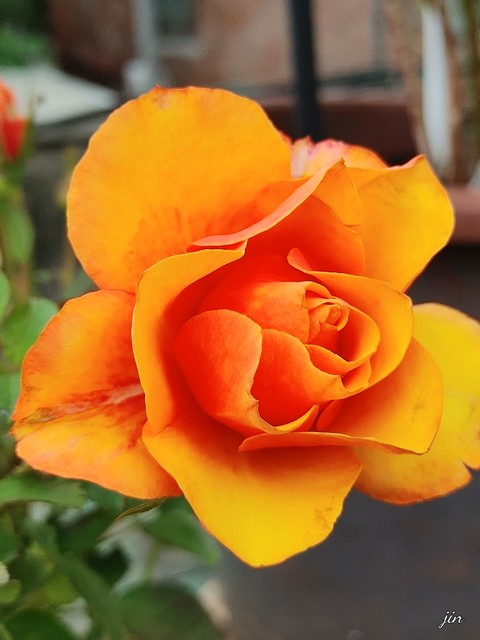 summer, rose Hintergrundbilder
