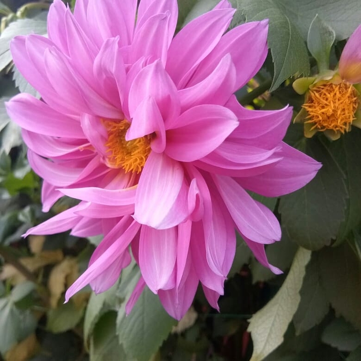 Every flower is a masterpiece
