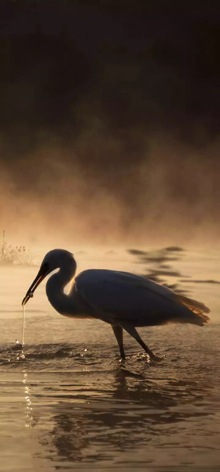 birds