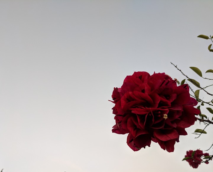 flores