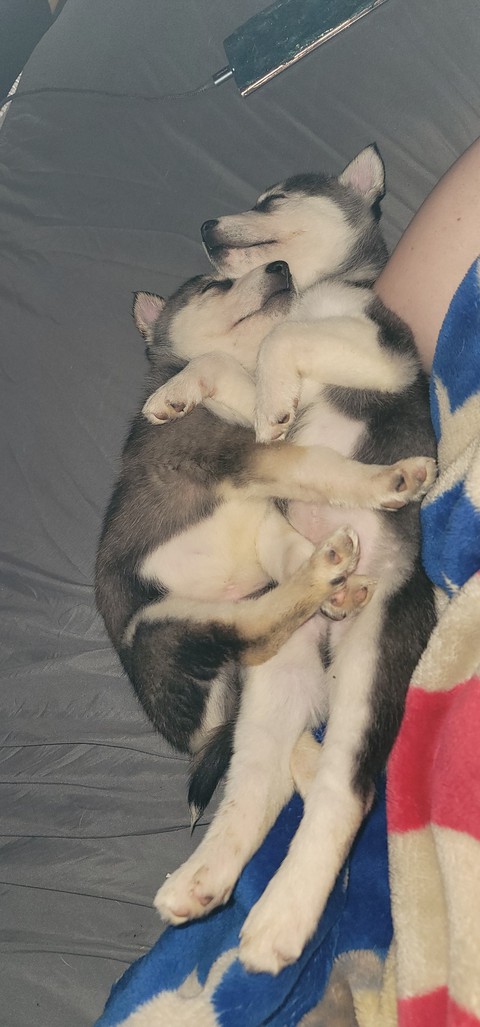 Husky Puppies
