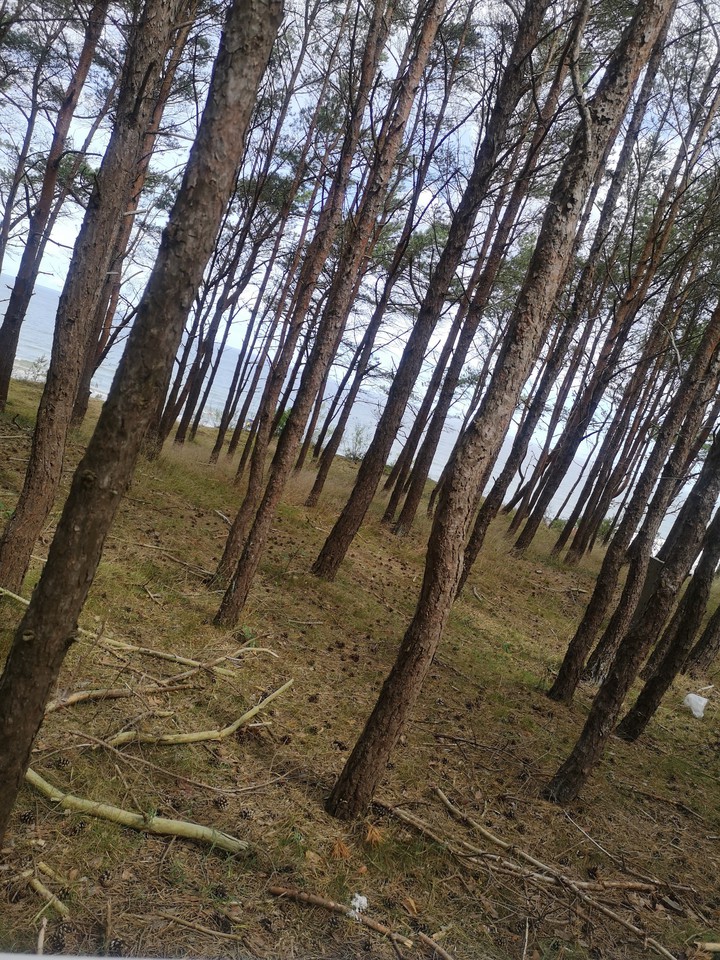 Forest by the sea