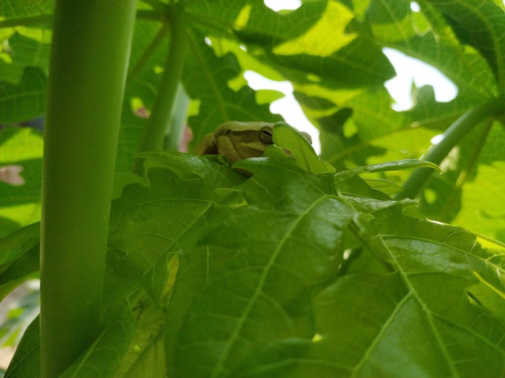 frog