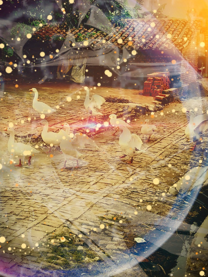 beautiful duck scenes