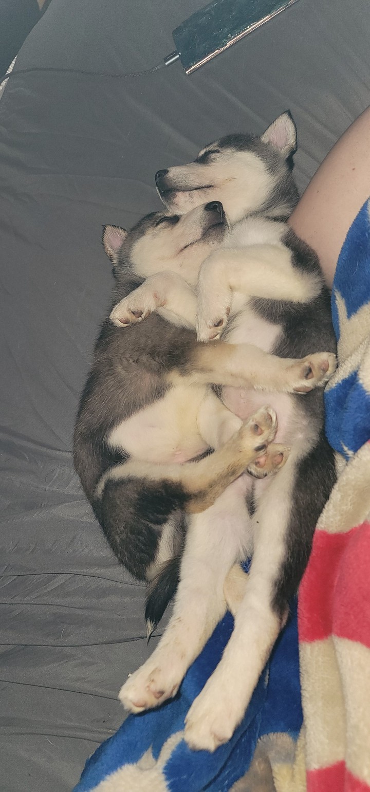Husky Puppies