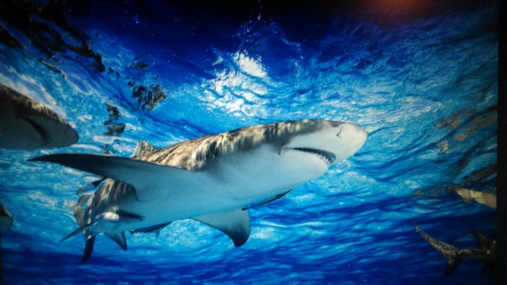 shark