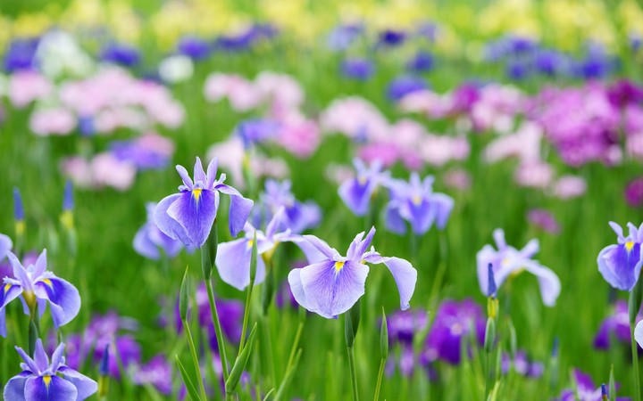 Violet flowers