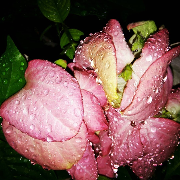 rain