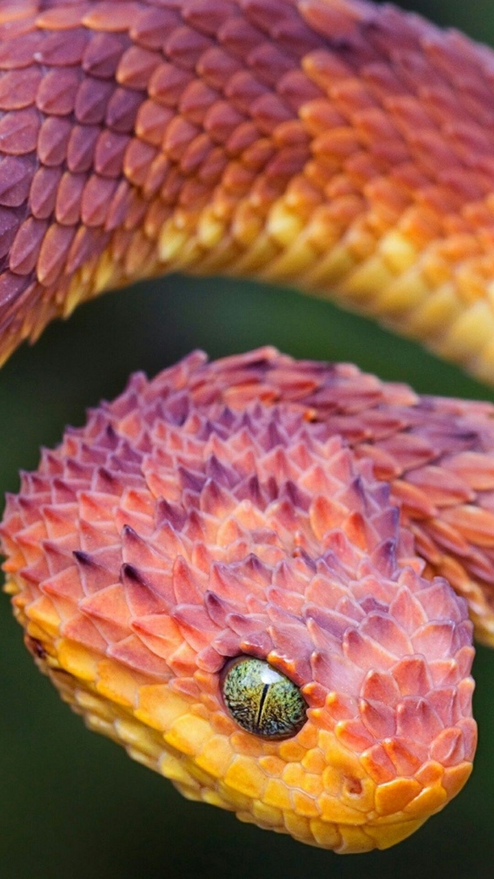 snake