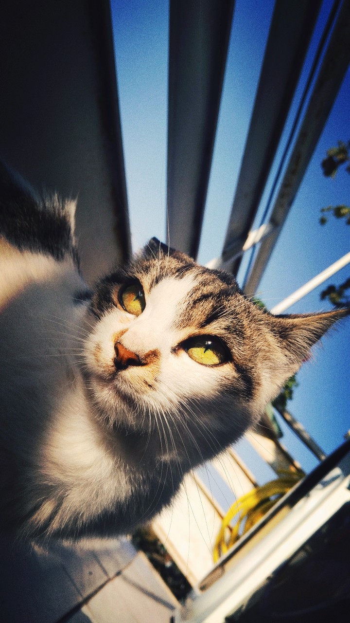 CatLove
