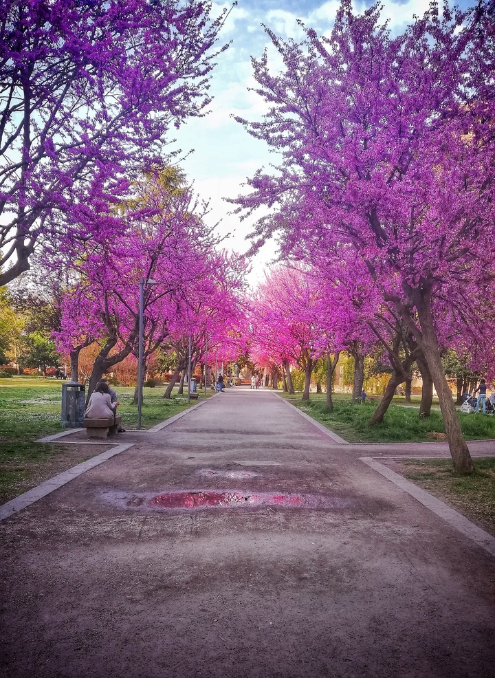 pink woods