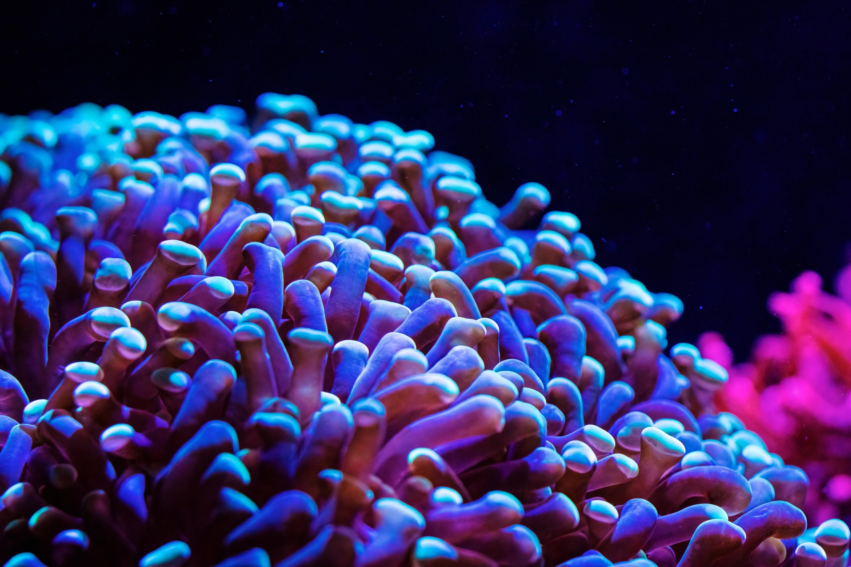 fondos de pantalla underwater, reef