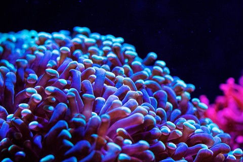 шпалери coral, reef