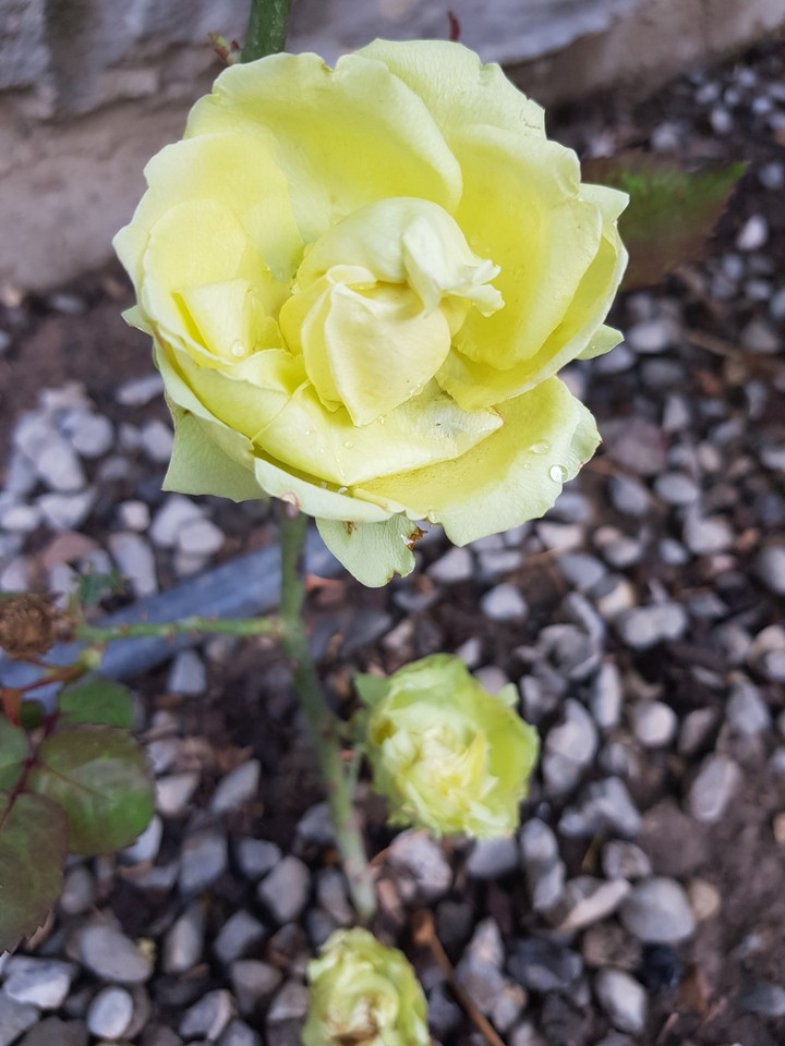 roses