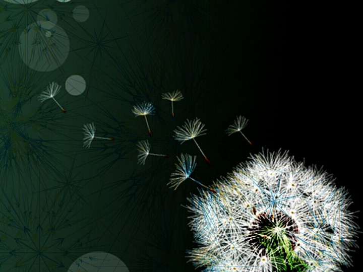 tridax