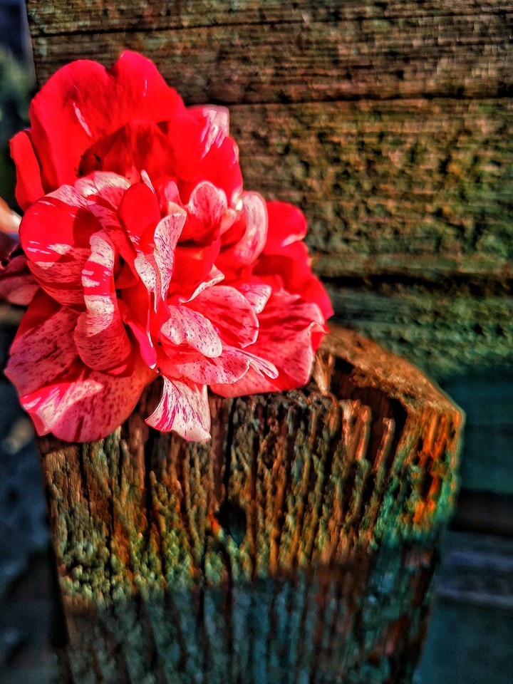 wooden rose
