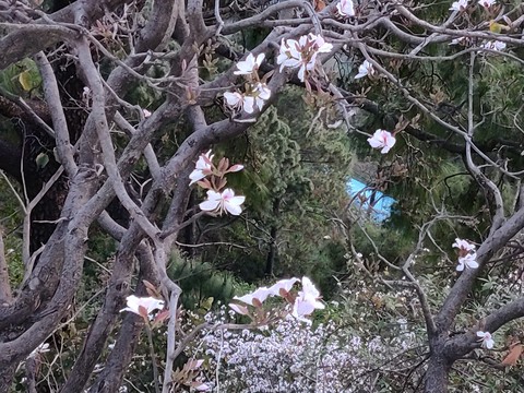 blossom