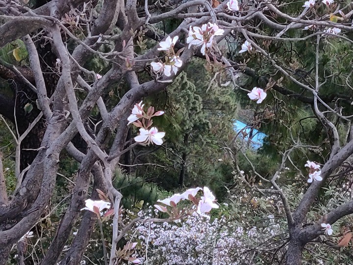 blossom