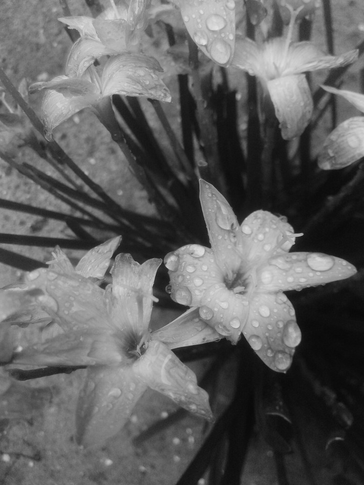 flower with rain drops......