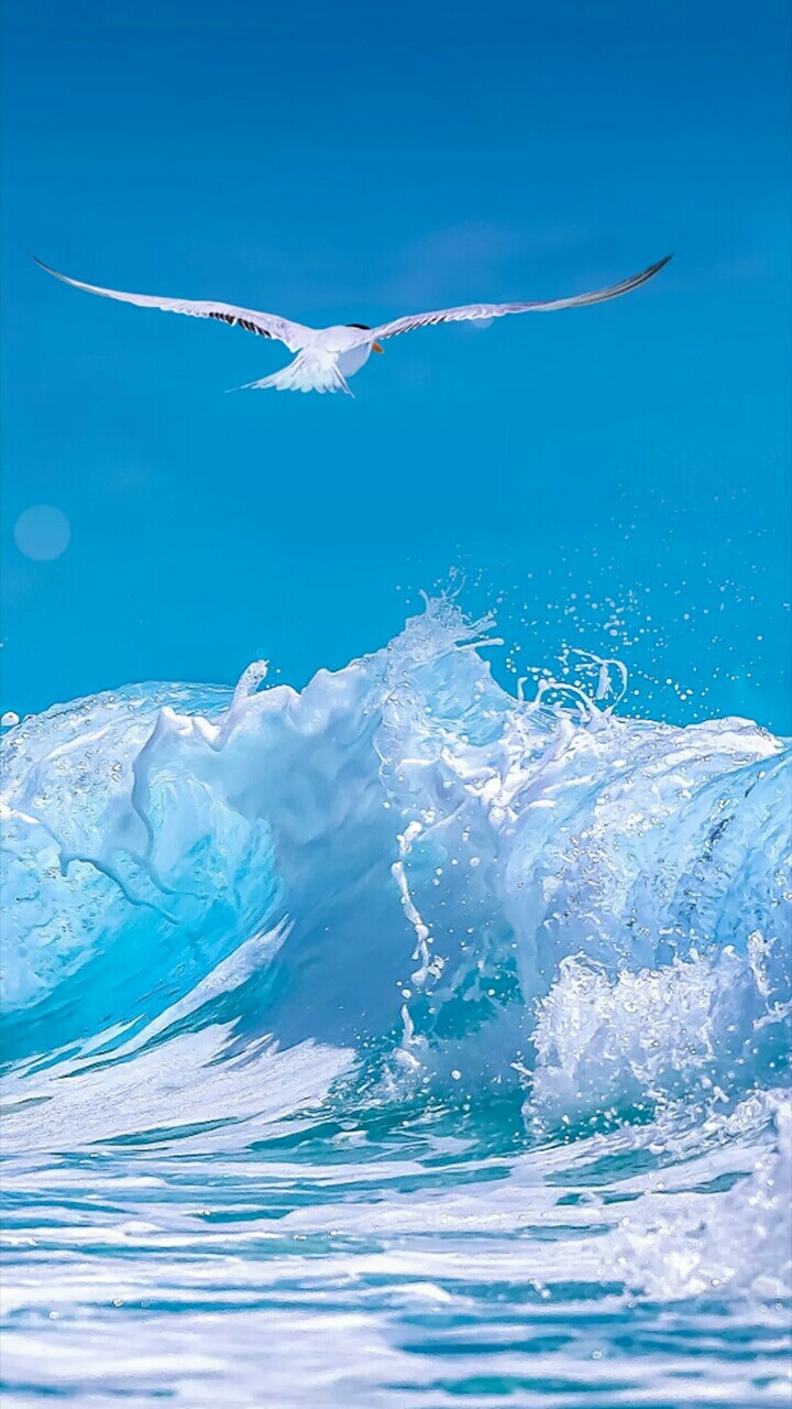sea