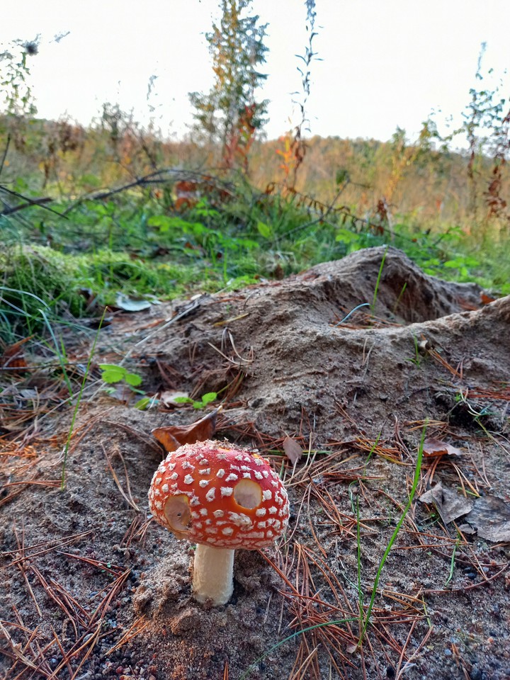 мухомор