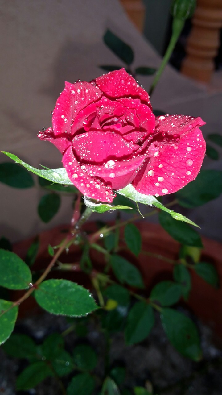 rose