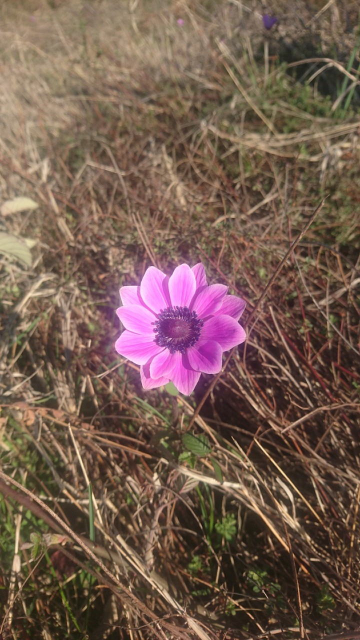 sign of coming spring