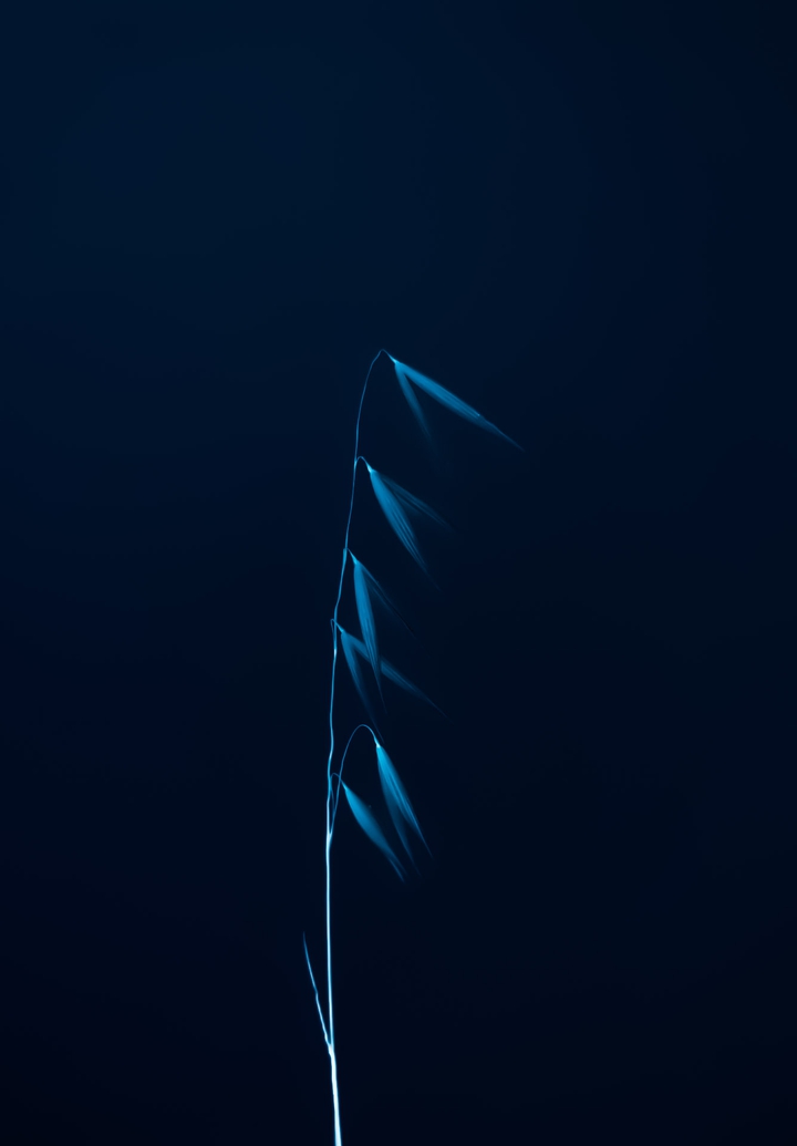 Blue