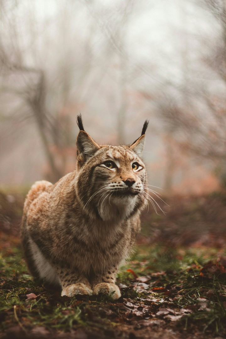 lynx, big cat
