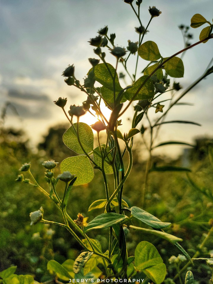 Love for nature