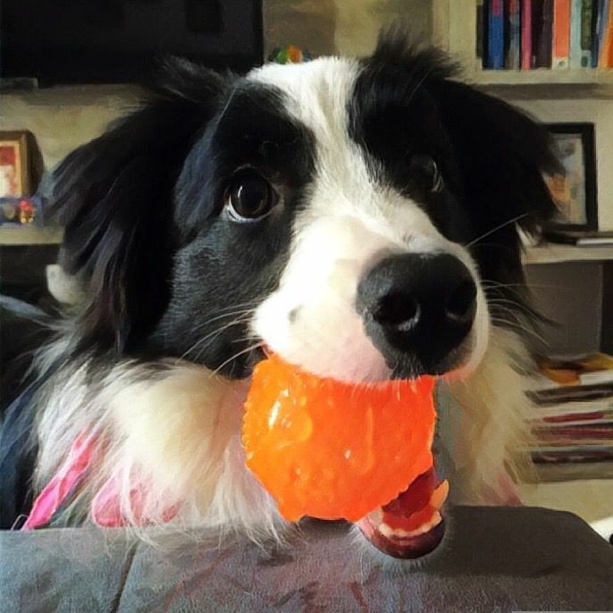 If It's Not A Broder Collie It's Just A Dog