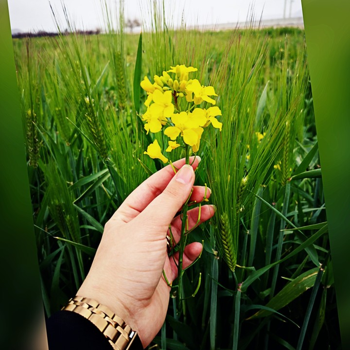 flower
