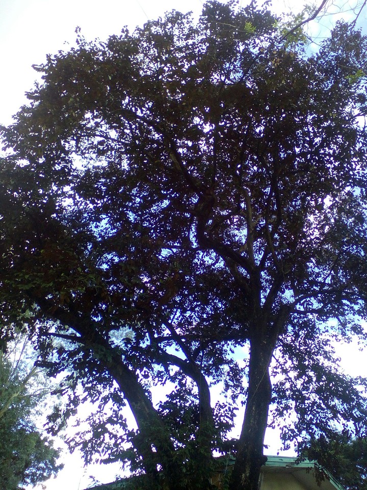 tree