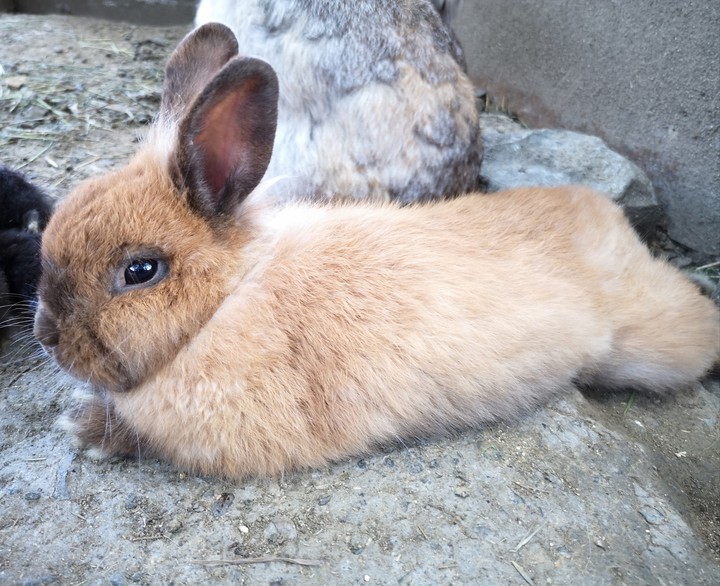 bunny
